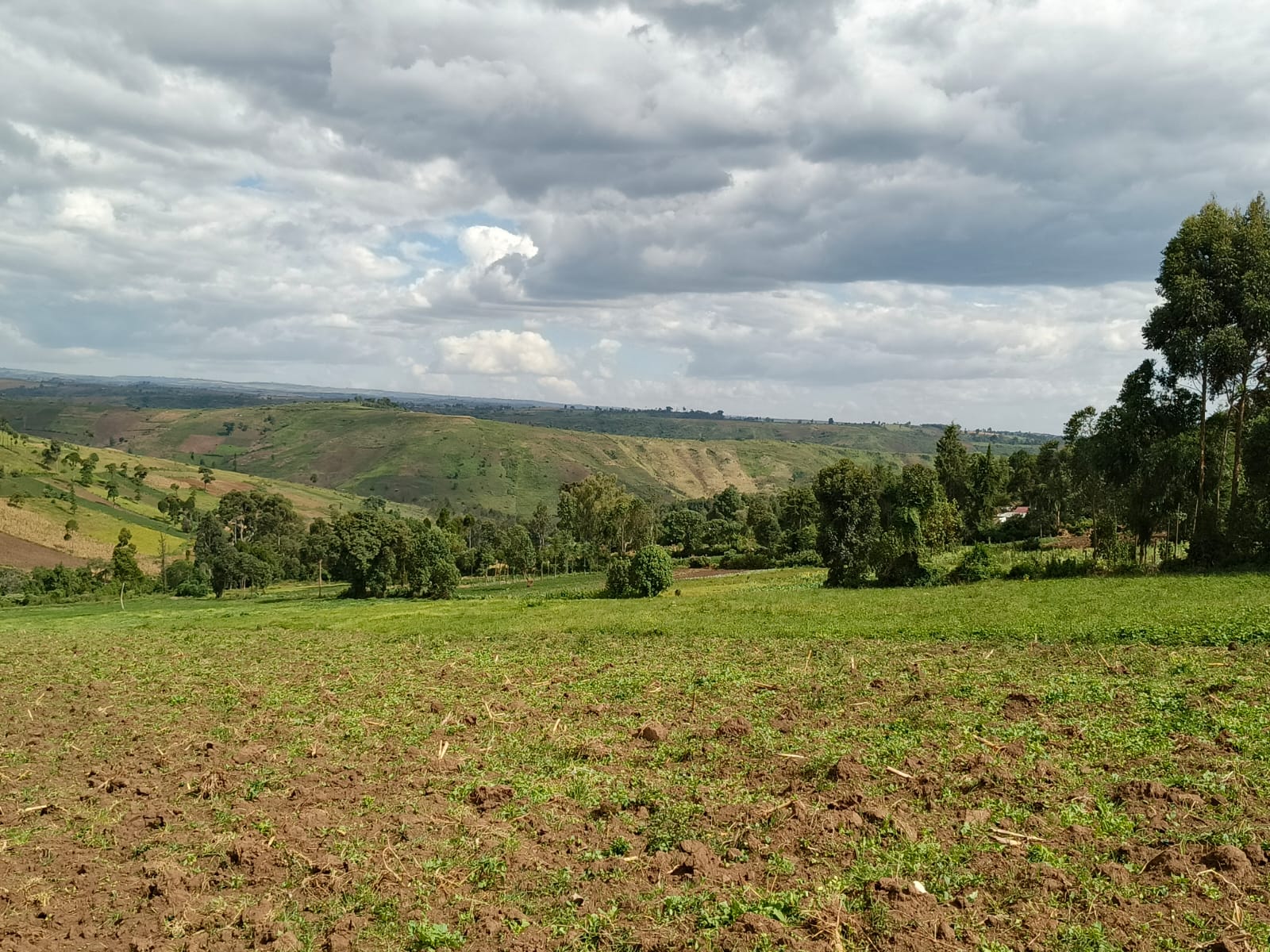 Kisiriri Narok 10 acre farming land freehold title